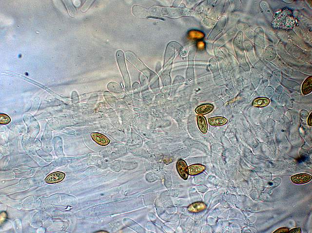 Galerina spec.  Cod. DSCN 5061